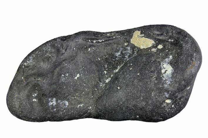 Fossil Whale Ear Bone - Miocene #177765